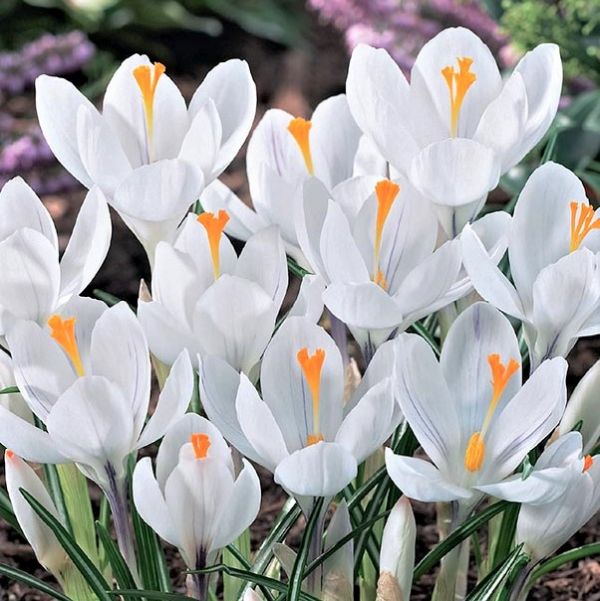 Jeanne d'Arc Crocus - Image 3