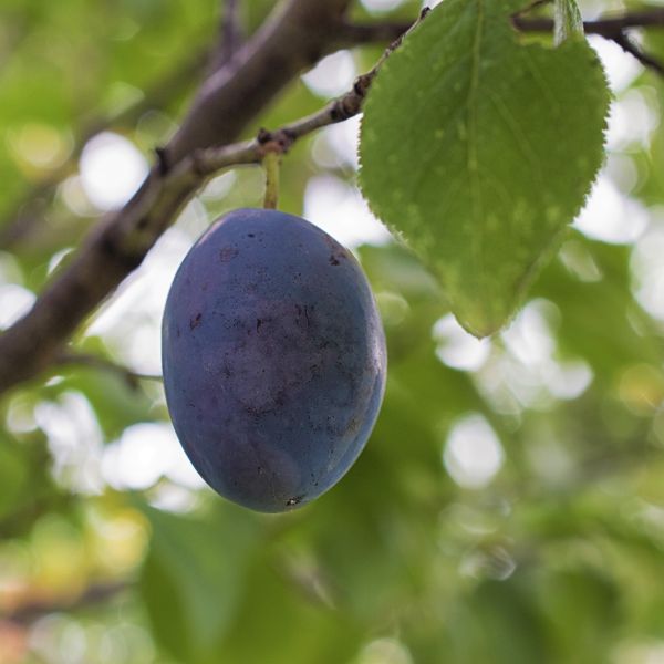 Damson Plum Tree - Image 3