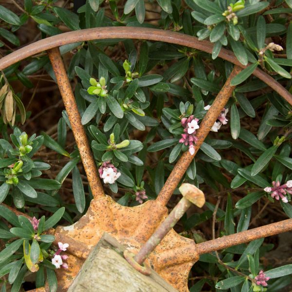 Eternal Fragrance Daphne - Image 3