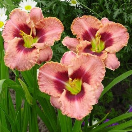 Daring Deception Daylily
