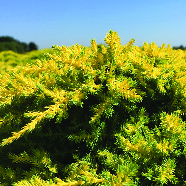 Daub's Frosted Juniper