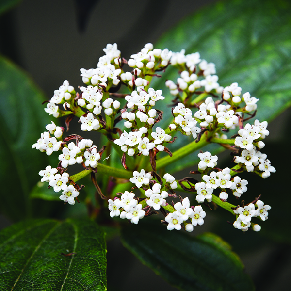 David Viburnum - Image 3