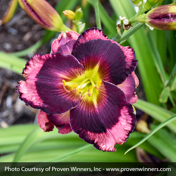 Rainbow Rhythm® Storm Shelter Daylily