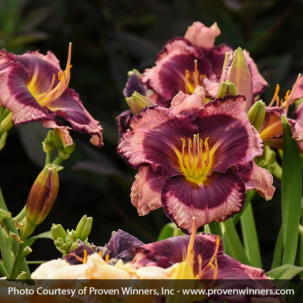 Rainbow Rhythm® Storm Shelter Daylily - Image 4