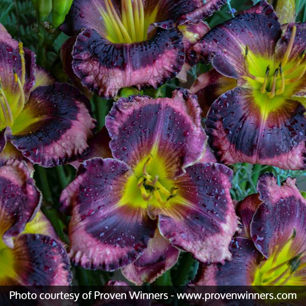 Rainbow Rhythm® Storm Shelter Daylily - Image 2