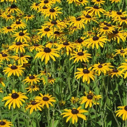 Deamii Black-Eyed Susan - Image 3