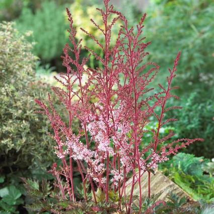 Delft Lace Astilbe - Image 3