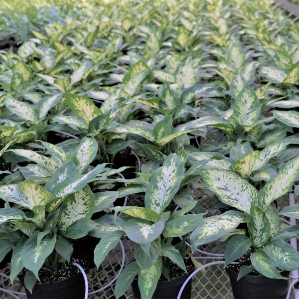 Dieffenbachia - Image 3