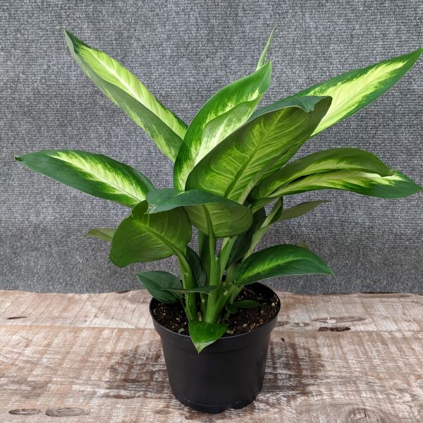 Dieffenbachia - Image 4