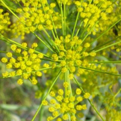 Dill Plant - Image 4