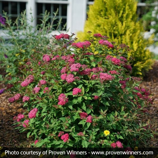 Double Play Doozie® Spirea - Image 2