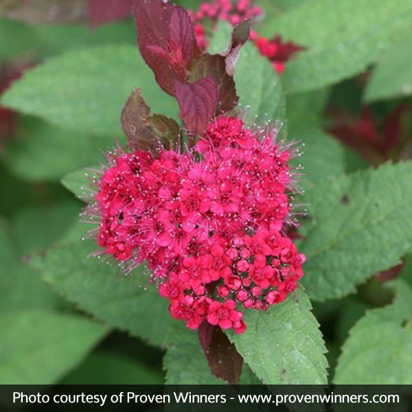 Double Play Doozie® Spirea
