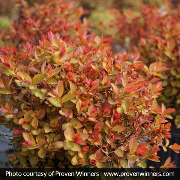 Double Play Doozie® Spirea - Image 5