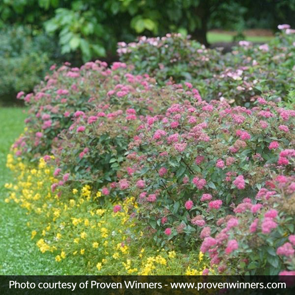 Double Play Doozie® Spirea - Image 4