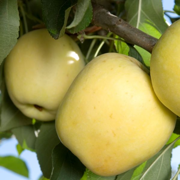 Dorsett Golden Apple Tree - Image 3