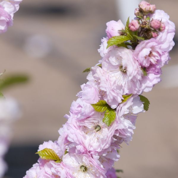 Double Flowering Plum - Image 5