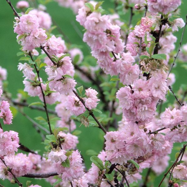 Double Flowering Plum - Image 3