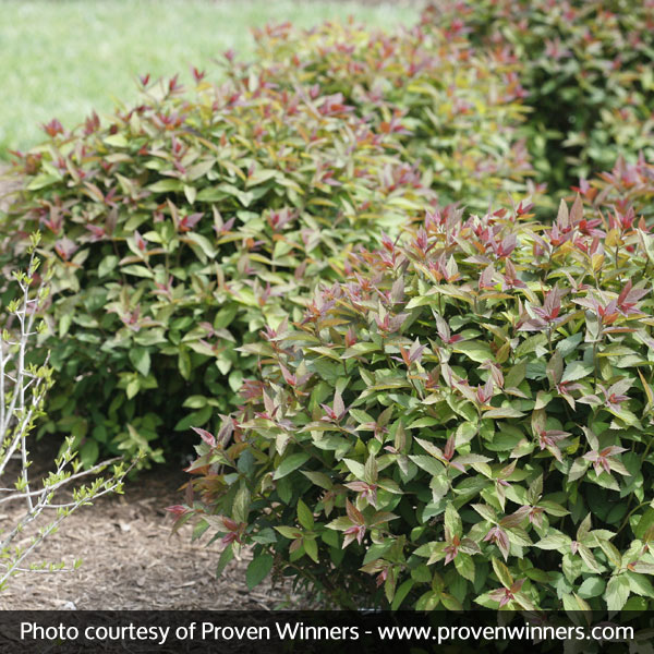 Double Play® Red Spirea - Image 4