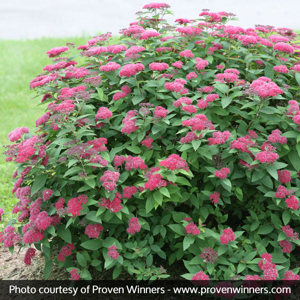 Double Play® Red Spirea