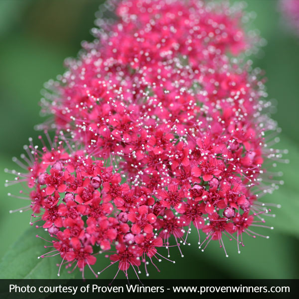 Double Play® Red Spirea - Image 5