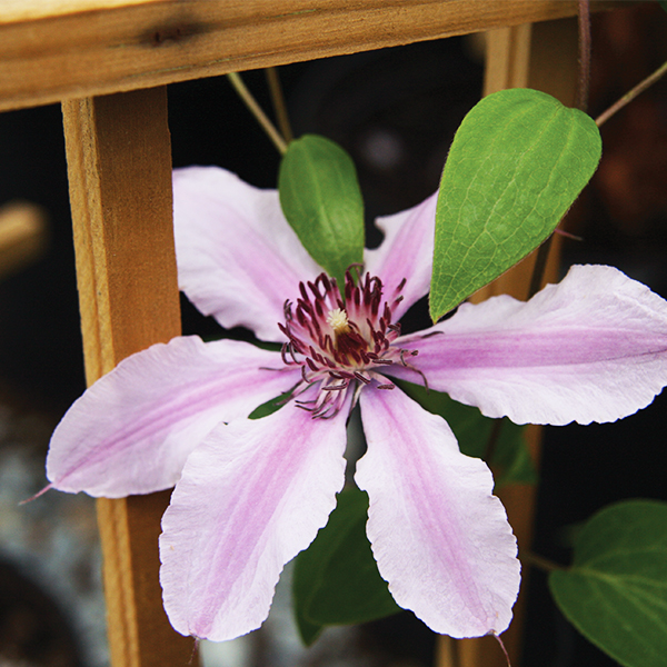 Double Rose™ Clematis