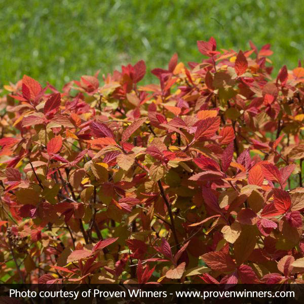 Double Play® Big Bang™ Spirea - Image 5