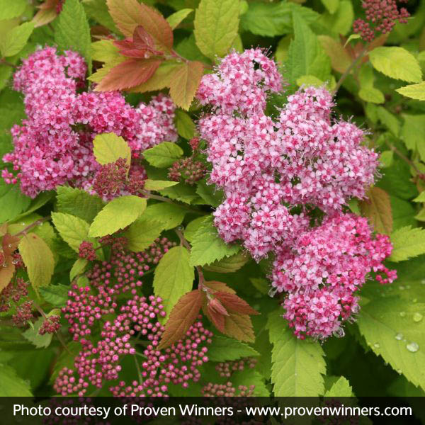 Double Play® Big Bang™ Spirea - Image 3