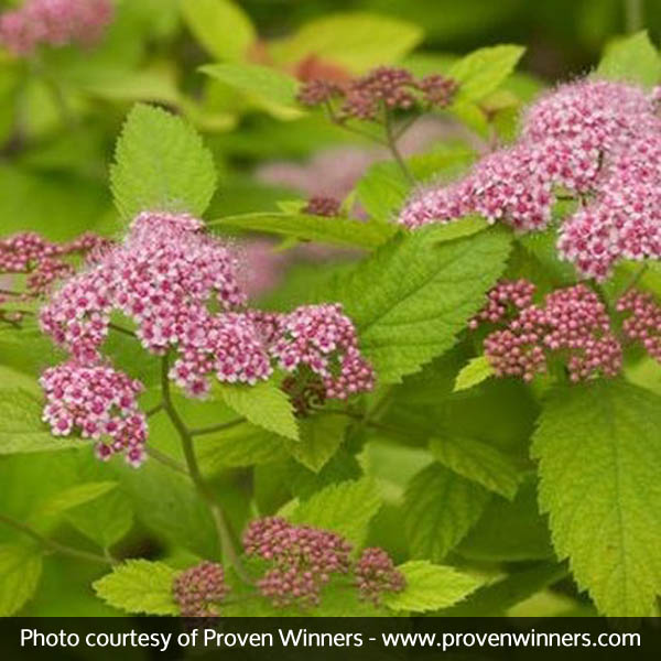 Double Play® Big Bang™ Spirea - Image 4