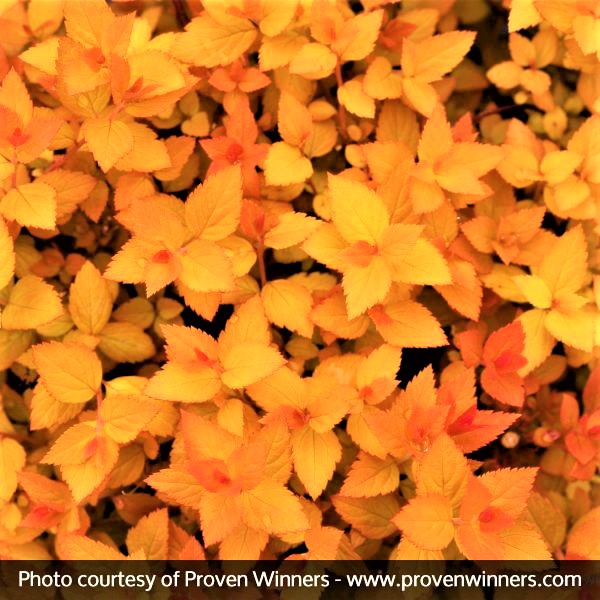 Double Play® Candy Corn® Spirea - Image 3