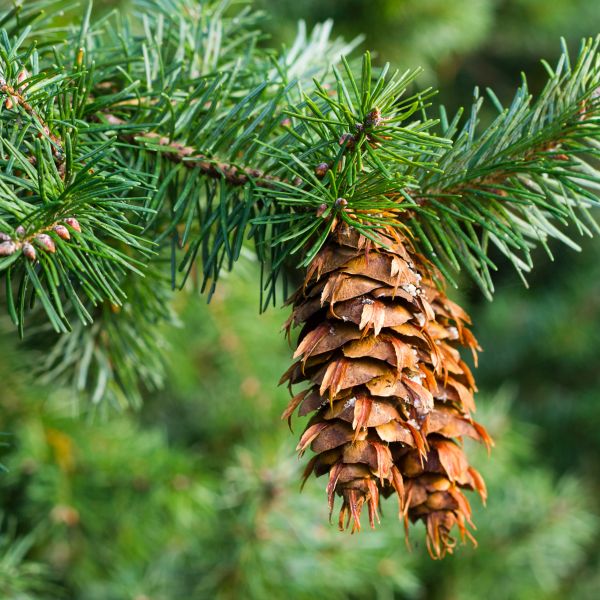 Douglas Fir Tree - Image 5