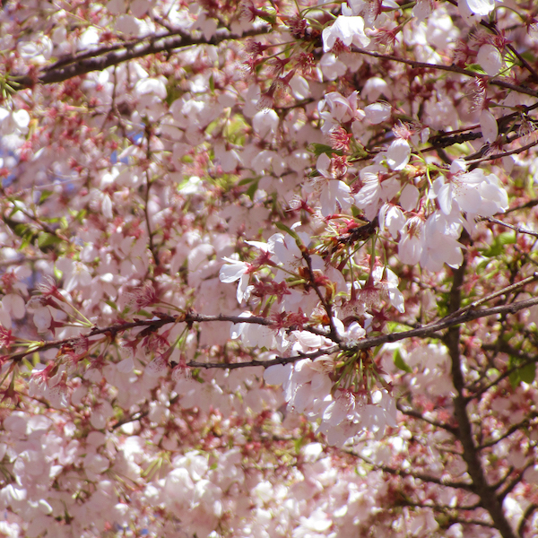 Akebono Flowering Cherry