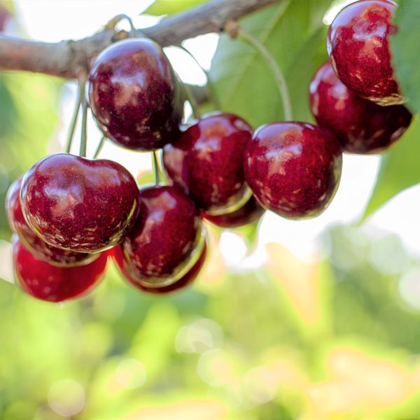 Stella Cherry Tree - Image 4