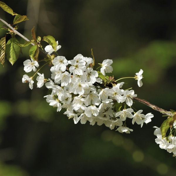 Stella Cherry Tree - Image 5