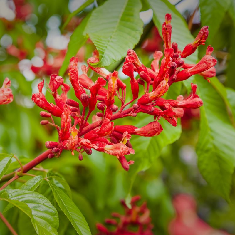 Red Buckeye - Image 4