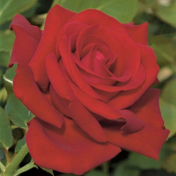 Drop Dead Red™ Rose