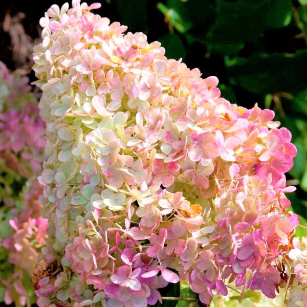 Vanilla Strawberry Hydrangea Tree Form