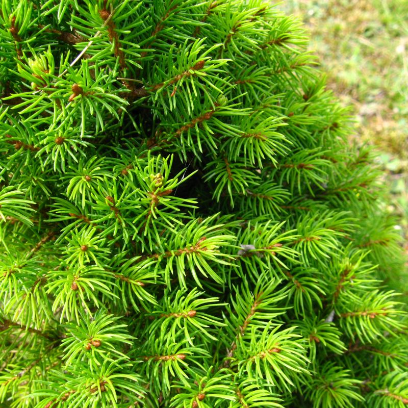 Dwarf Alberta Spruce - Image 4