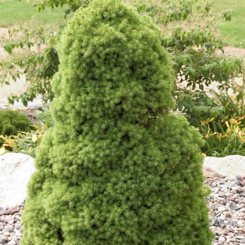 Dwarf Alberta Spruce - Image 3