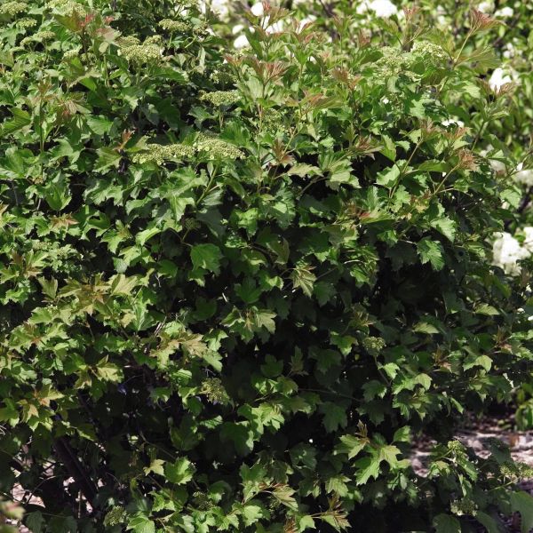Compact European Cranberrybush Viburnum - Image 5