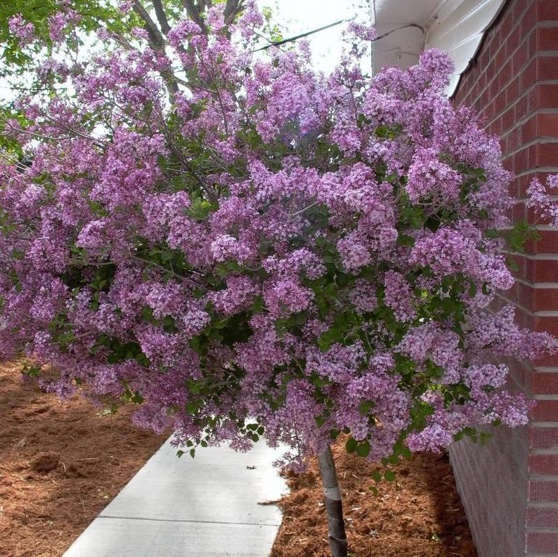 Dwarf Korean Lilac Tree - Image 5