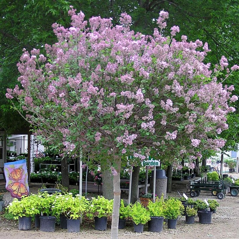 Dwarf Korean Lilac Tree - Image 3