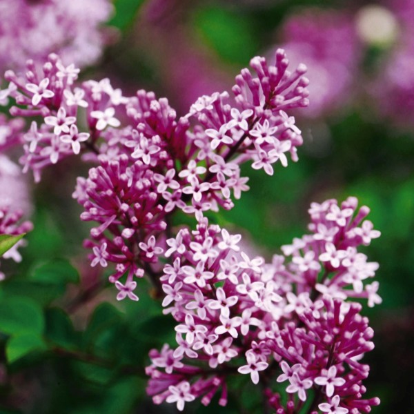 Dwarf Korean Lilac Tree - Image 4