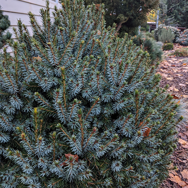 Dwarf Serbian Spruce - Image 2