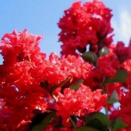 Dynamite Crape Myrtle - Image 3