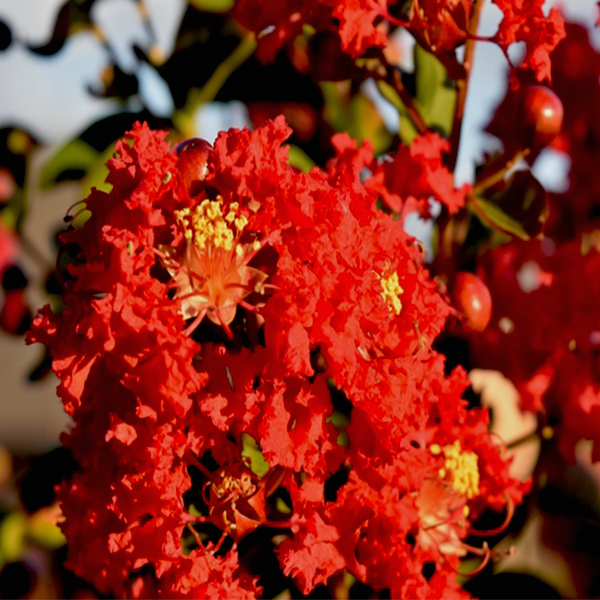Dynamite Crape Myrtle