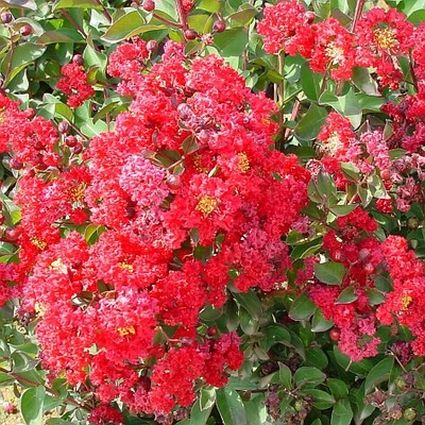 Dynamite Crape Myrtle - Image 2