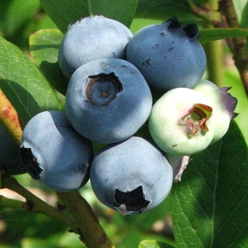 Earliblue Blueberry Plant - Image 3