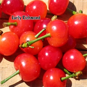 Early Richmond Cherry Tree