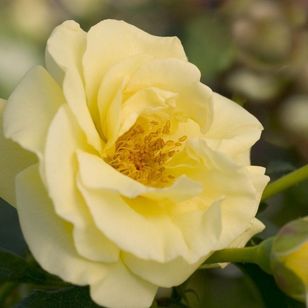 Easy Elegance® High Voltage Rose - Image 4