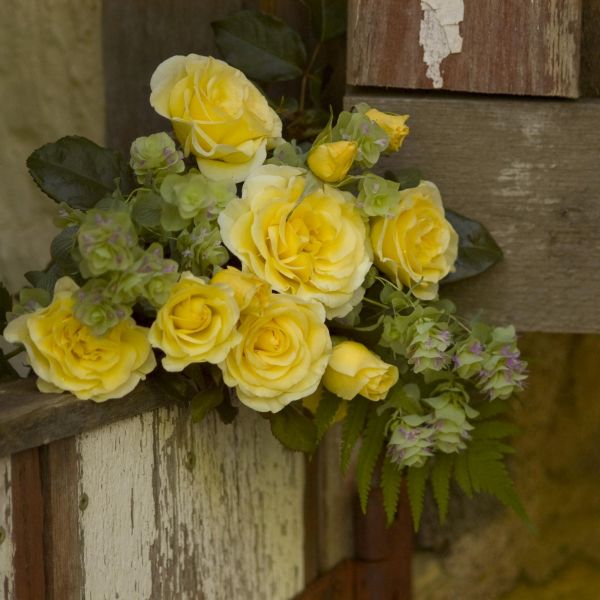 Easy Elegance® High Voltage Rose - Image 3